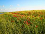 Усичі з panoramio.com