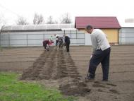 ЯК У РОЖНАХ КАРТОПЛЮ САДЯТЬ