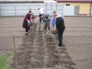 ЯК У РОЖНАХ КАРТОПЛЮ САДЯТЬ