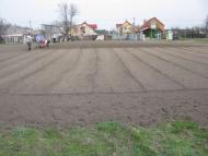 ЯК У РОЖНАХ КАРТОПЛЮ САДЯТЬ