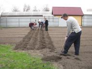 ЯК У РОЖНАХ КАРТОПЛЮ САДЯТЬ