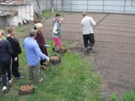 ЯК У РОЖНАХ КАРТОПЛЮ САДЯТЬ