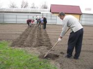 ЯК У РОЖНАХ КАРТОПЛЮ САДЯТЬ