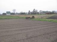 ЯК У РОЖНАХ КАРТОПЛЮ САДЯТЬ