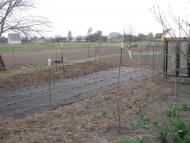 ЯК У РОЖНАХ КАРТОПЛЮ САДЯТЬ