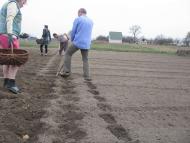 ЯК У РОЖНАХ КАРТОПЛЮ САДЯТЬ