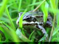 природа села сари