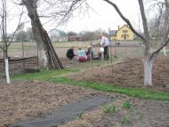 ЯК У РОЖНАХ КАРТОПЛЮ САДЯТЬ