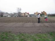 ЯК У РОЖНАХ КАРТОПЛЮ САДЯТЬ