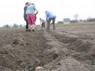 ЯК У РОЖНАХ КАРТОПЛЮ САДЯТЬ