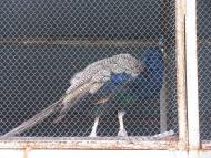 МОНАСТИРСЬКИЙ ЛАНДШАФТНИЙ ПАРК