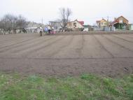 ЯК У РОЖНАХ КАРТОПЛЮ САДЯТЬ