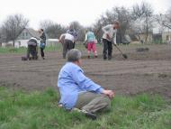 ЯК У РОЖНАХ КАРТОПЛЮ САДЯТЬ