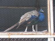 МОНАСТИРСЬКИЙ ЛАНДШАФТНИЙ ПАРК