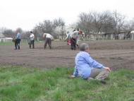 ЯК У РОЖНАХ КАРТОПЛЮ САДЯТЬ