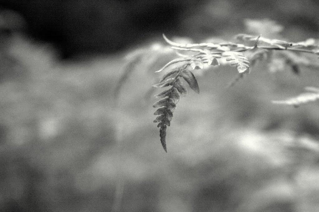 Княжичі з panoramio.com - Княжичі