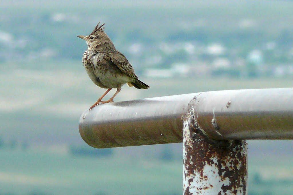 Бахчисарай з panoramio.com (ч.5) - Бахчисарай