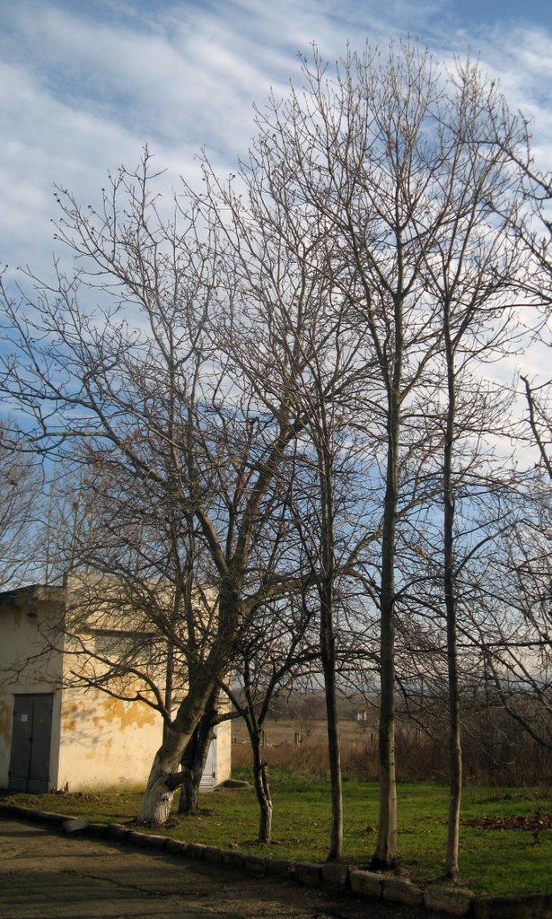 Шкільне з panoramio.com - Шкільне