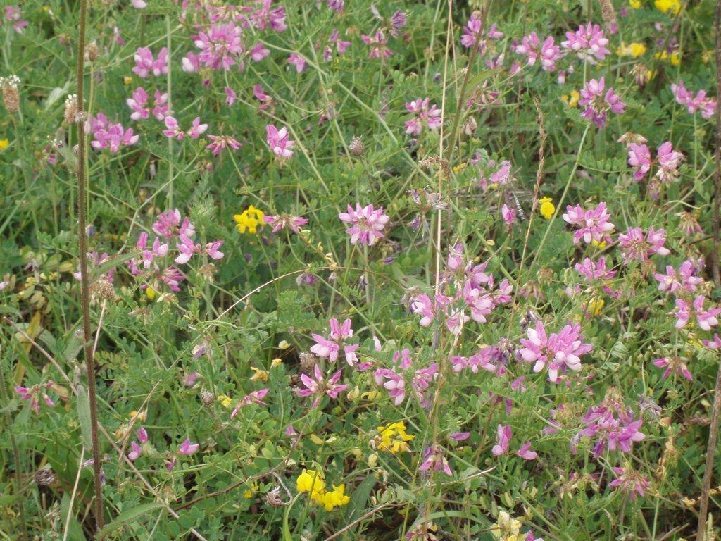 Касперівці з panoramio.com - Касперівці