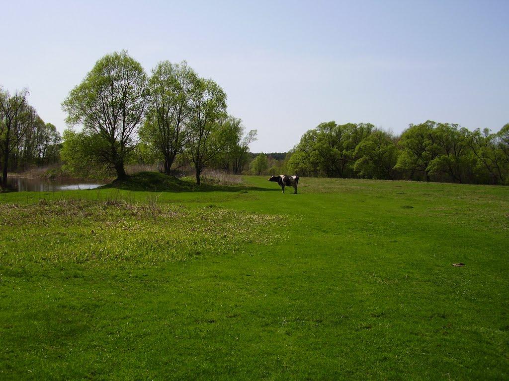 Старикове з panoramio.com - Старикове