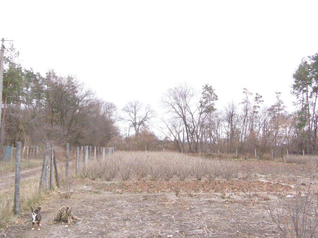 Новомосковськ з panoramio.com (ч.3) - Новомосковськ