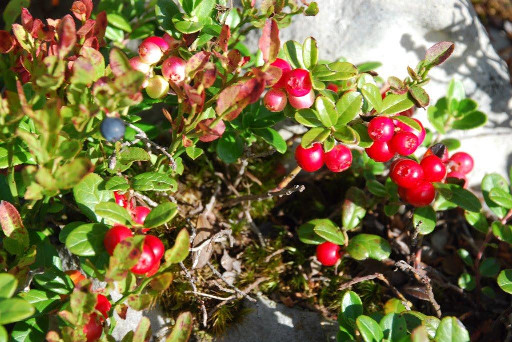 Осмолода з panoramio.com (ч.2) - Осмолода