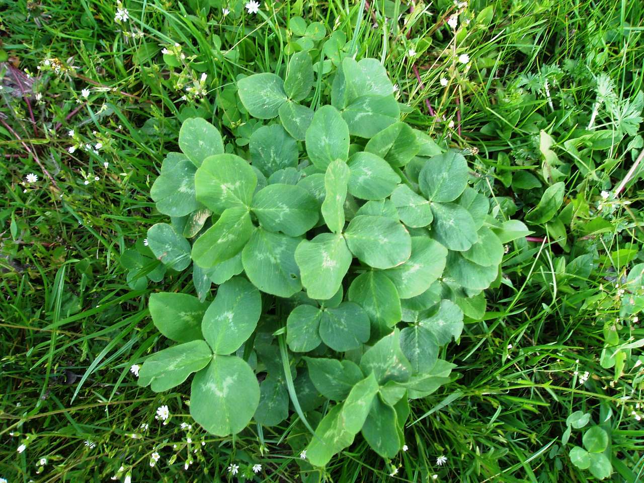 природа села сари - Сари