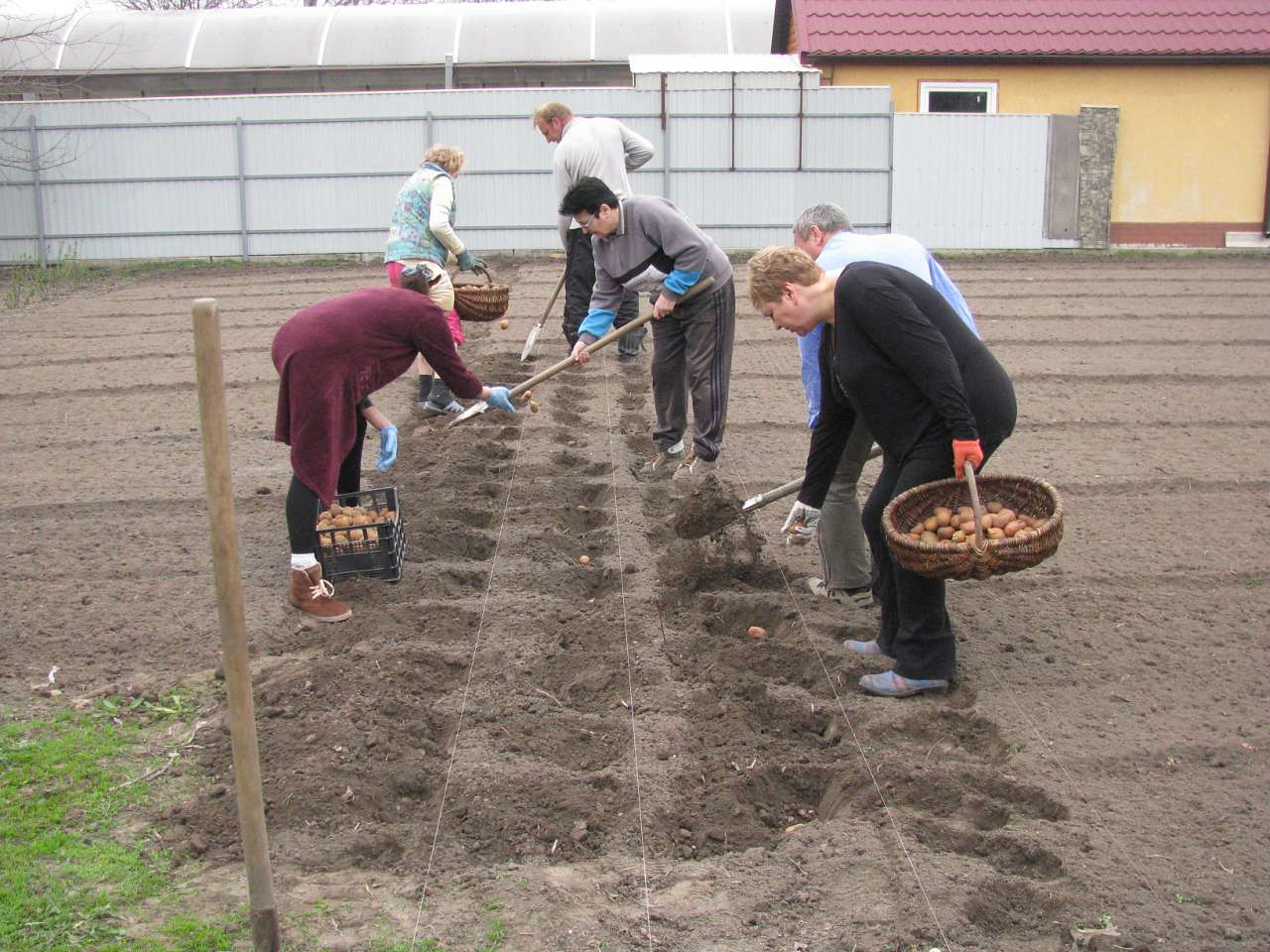 ЯК У РОЖНАХ КАРТОПЛЮ САДЯТЬ - Рожни