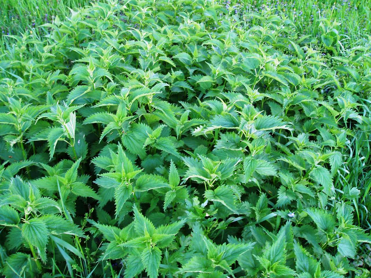 природа села сари - Сари