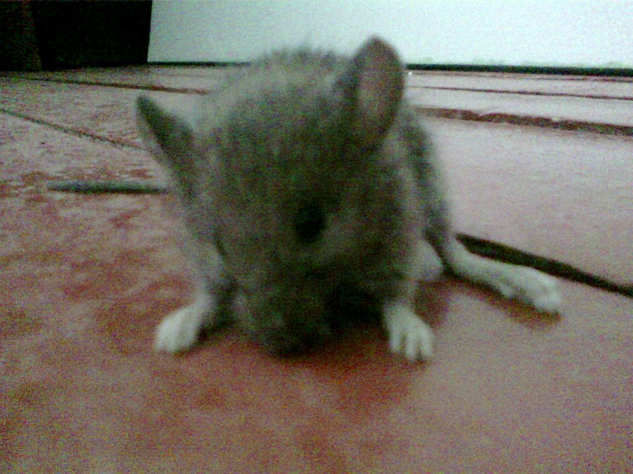 зоосвіт - Братківці