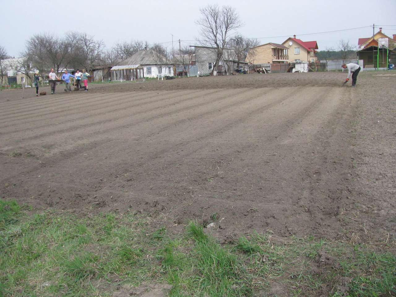 ЯК У РОЖНАХ КАРТОПЛЮ САДЯТЬ - Рожны