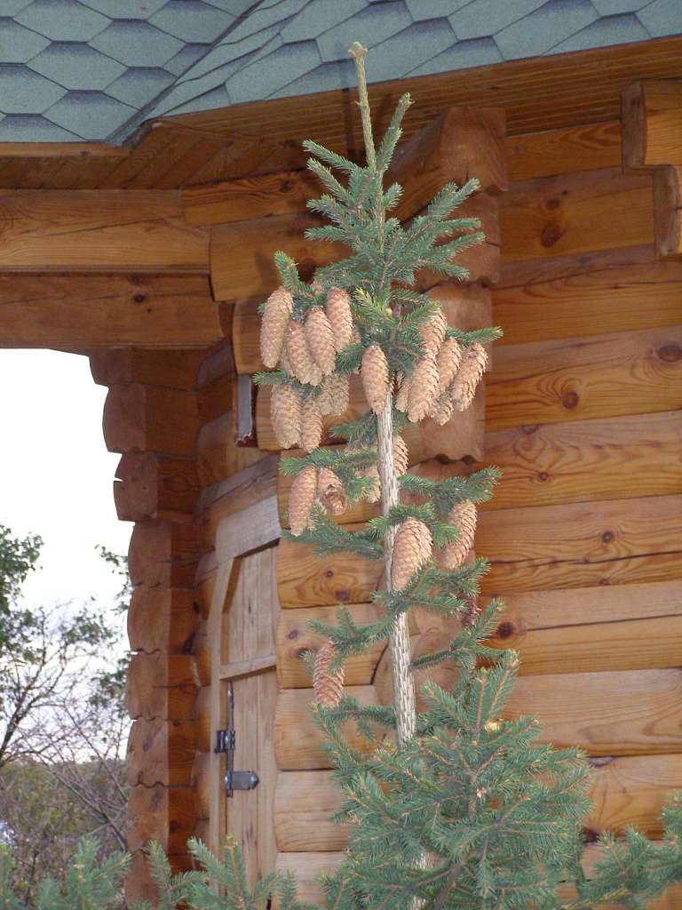 ШЕВЧЕНКІВСЬКА ХАТА