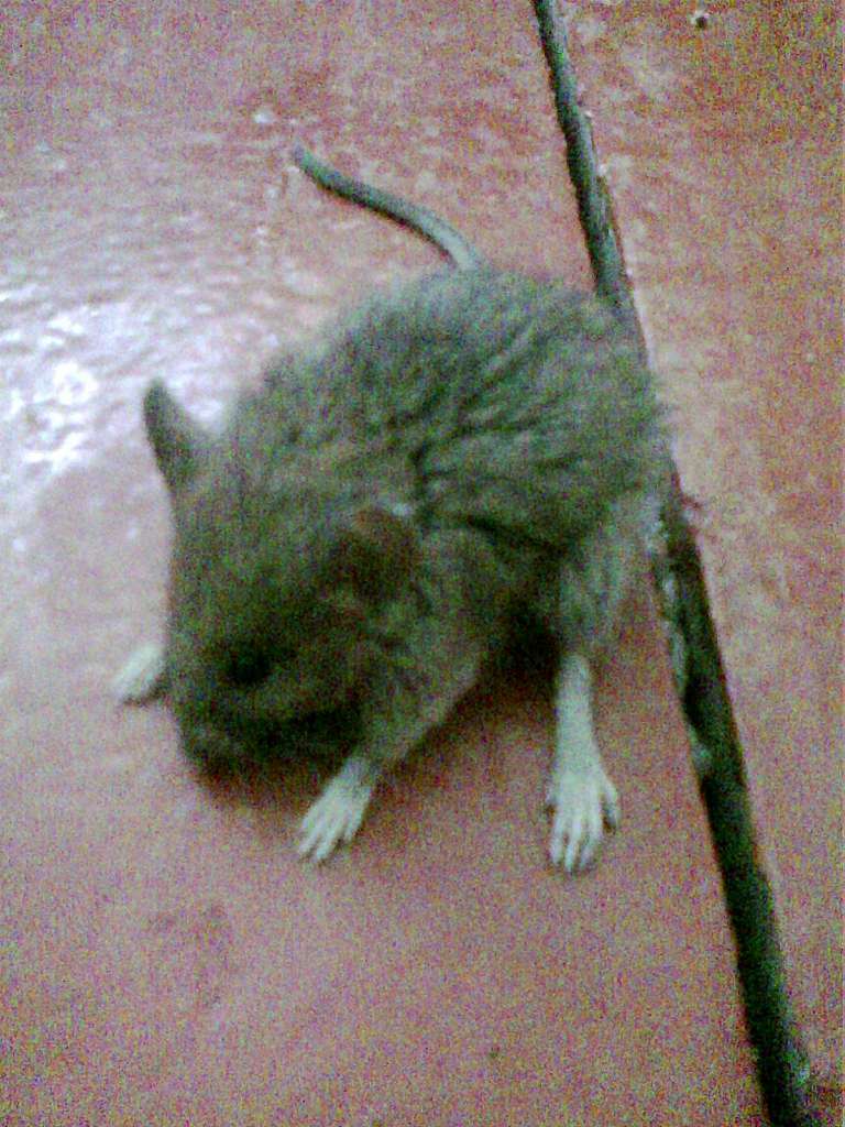 зоосвіт - Братківці