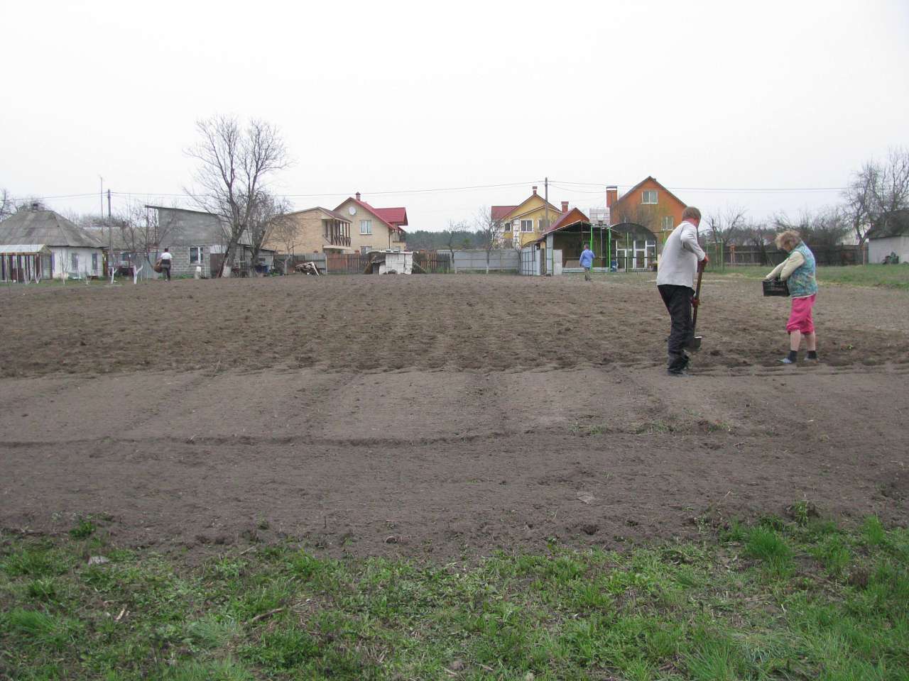 ЯК У РОЖНАХ КАРТОПЛЮ САДЯТЬ - Рожни