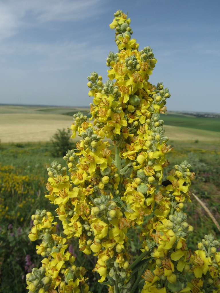 Медобори - Вікно
