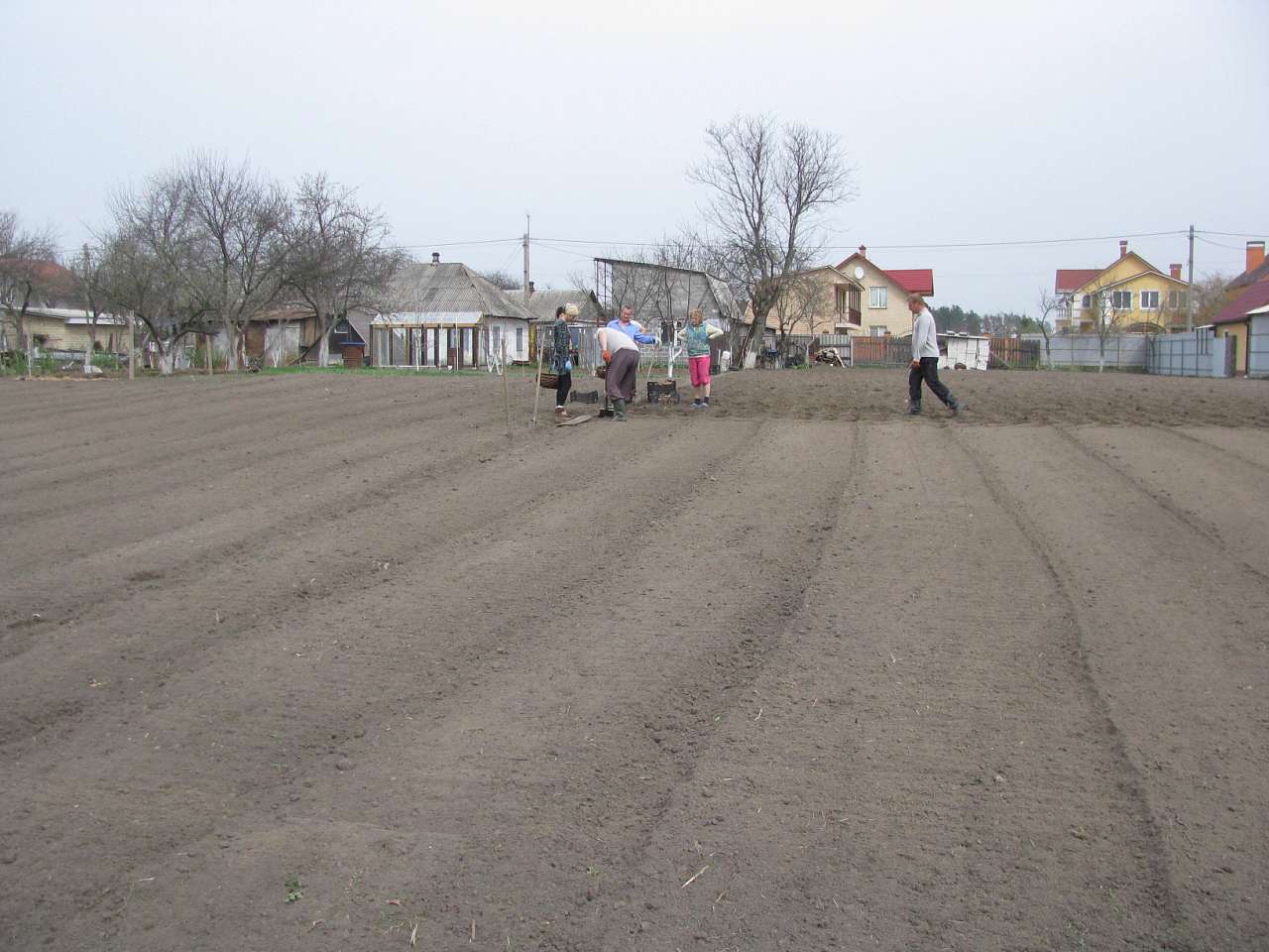 ЯК У РОЖНАХ КАРТОПЛЮ САДЯТЬ - Рожни
