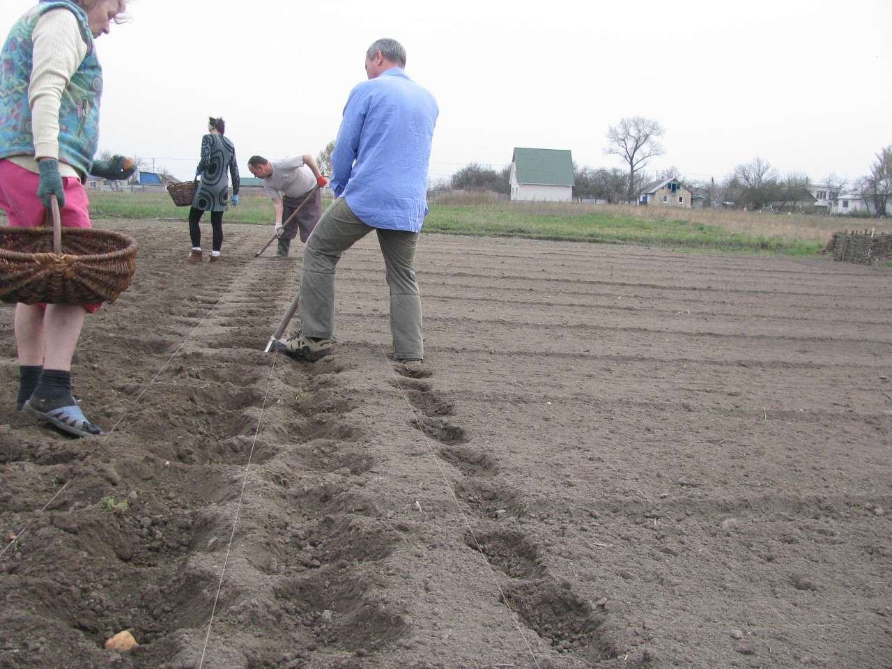 ЯК У РОЖНАХ КАРТОПЛЮ САДЯТЬ - Рожни
