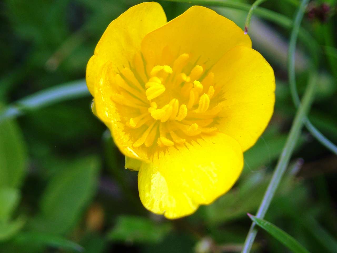 природа села сари - Сары