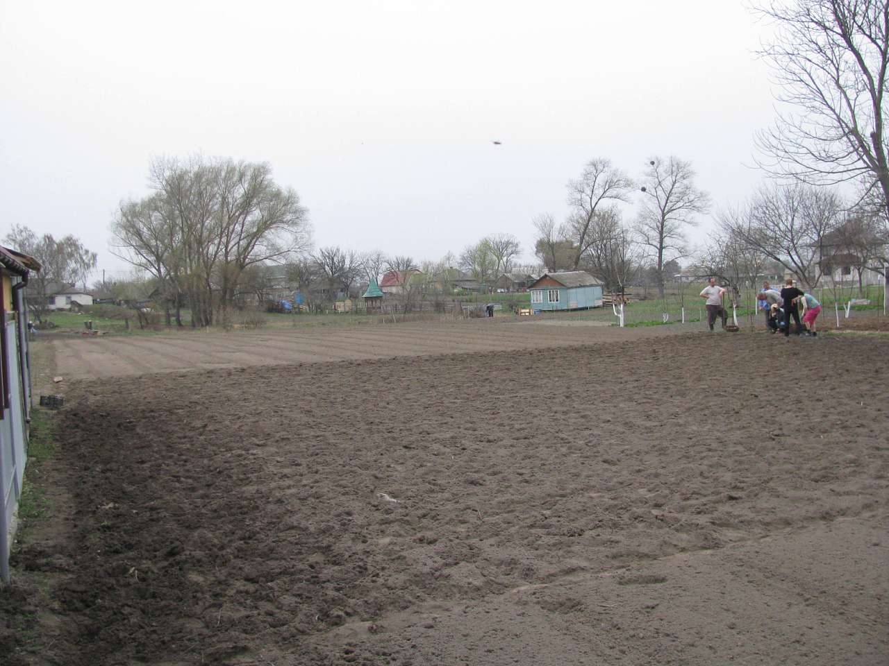 ЯК У РОЖНАХ КАРТОПЛЮ САДЯТЬ - Рожни