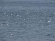 Там де Тясмин впадає у рукотворне море