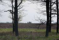 ПРИГОРИЗОНТНА ОБСЕРВАТОРІЯ