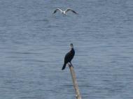 Там де Тясмин впадає у рукотворне море