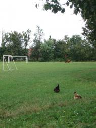 Радгоспне - Останні фото