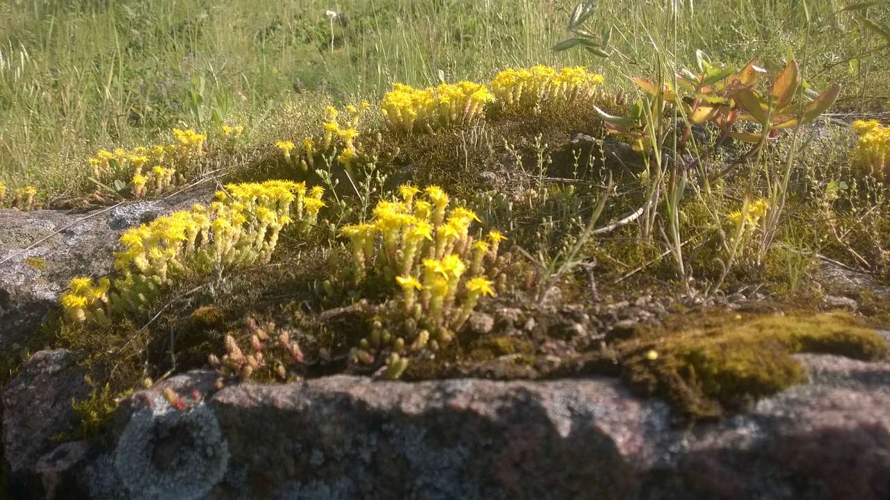Літо в Скалі - Скала