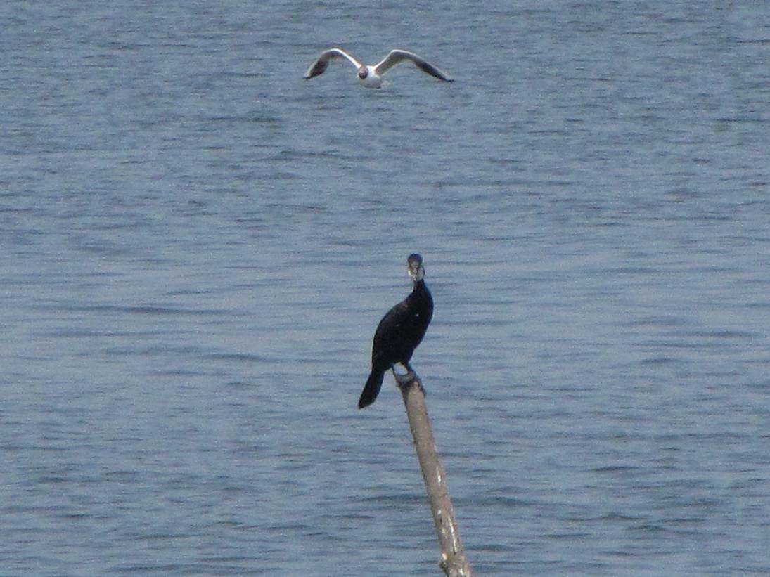 Там де Тясмин впадає у рукотворне море - Стецівка