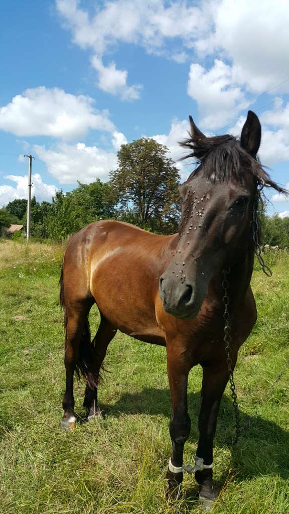 зоосвіт - Горішнє