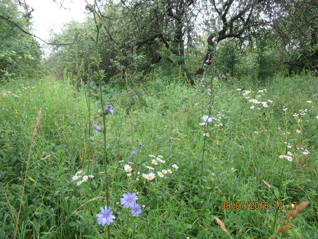 Фото села - Дідова Гора