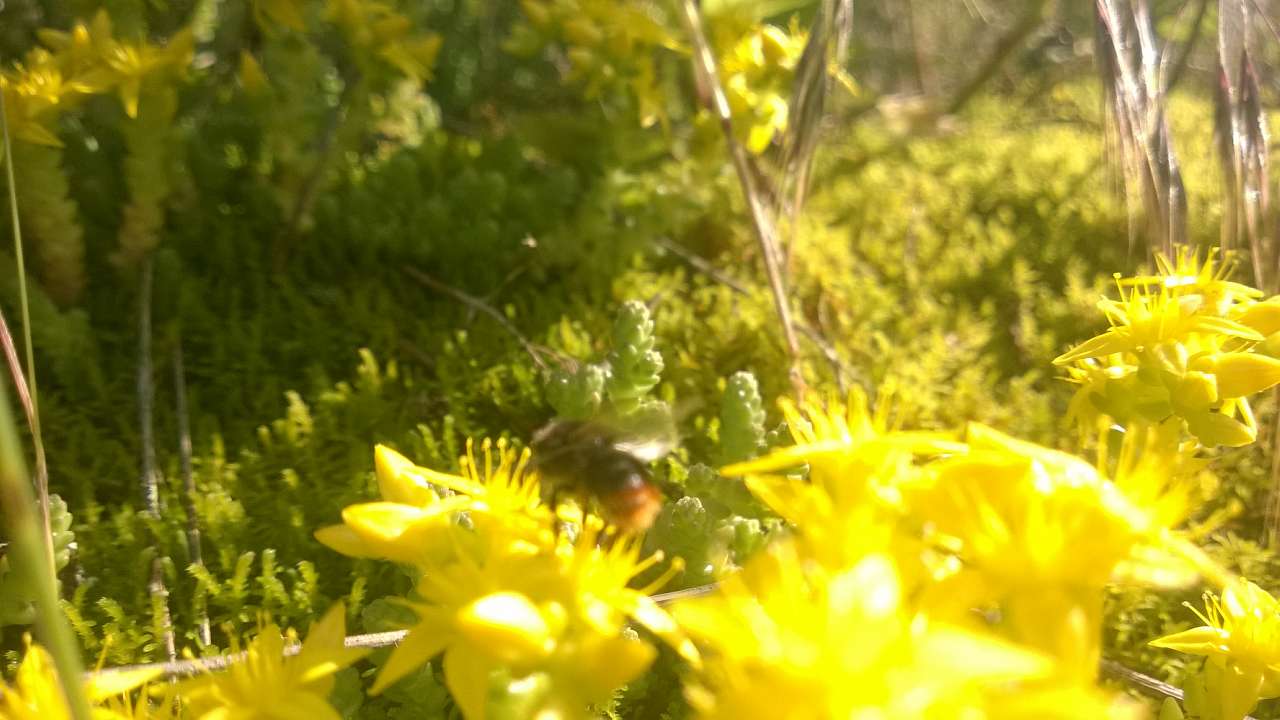 Літо в Скалі - Скала