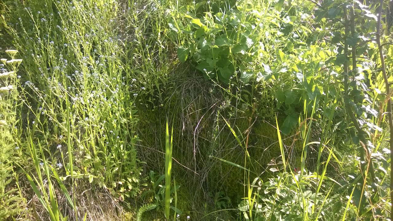 Літо в Скалі - Скала