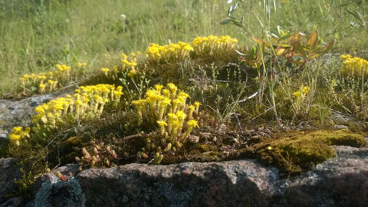 Літо в Скалі - Скала